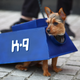 Illustration for article titled The Absolute Cutest Dog Cosplay of All Time